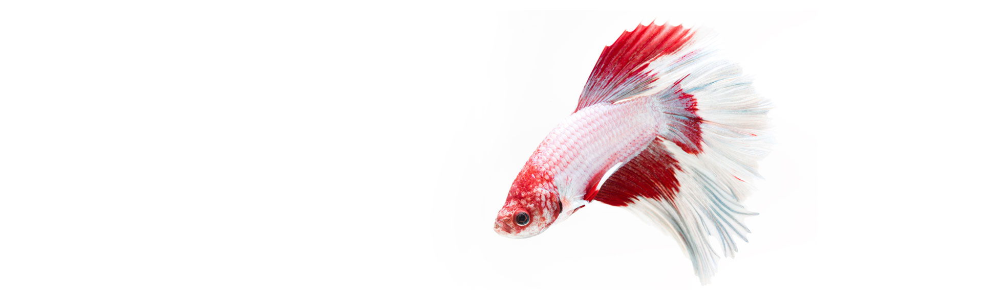 Декоративна рибка Бета (Betta splendens) с характерни дълги перки и ярко оцветяване