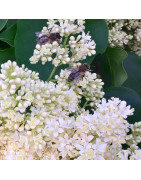 Инвентарь пчеловода