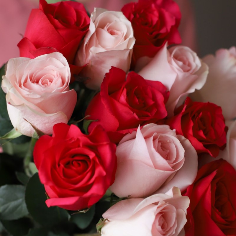 15-krasno-rozovyh-roz1