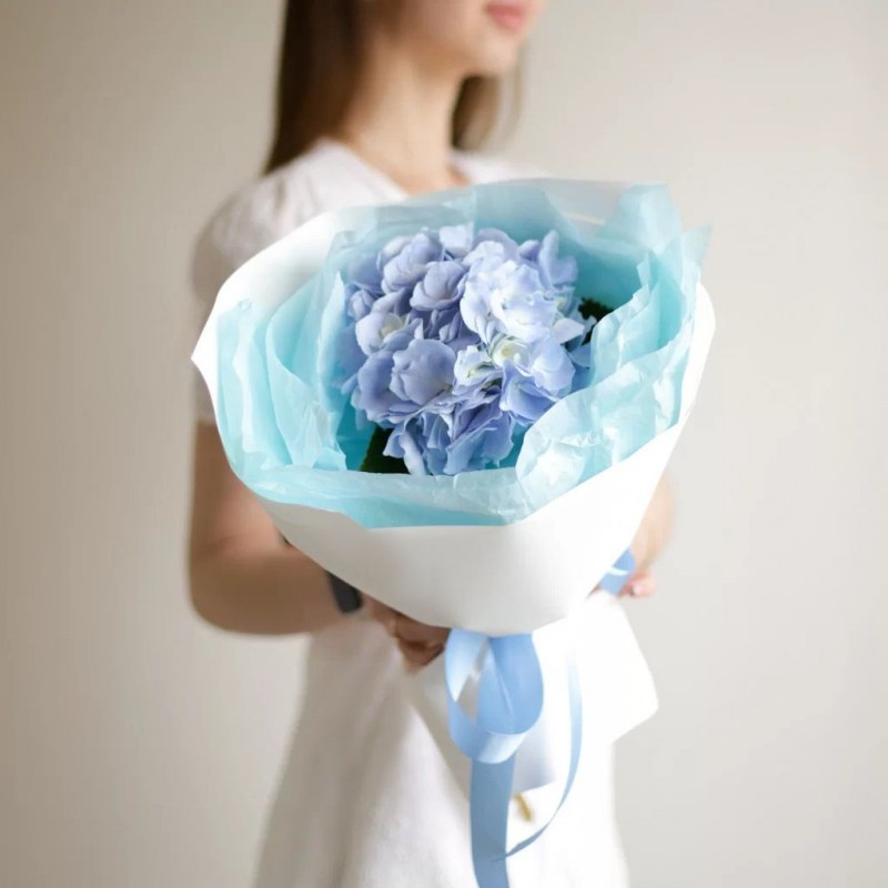 Гортензия Кишинев