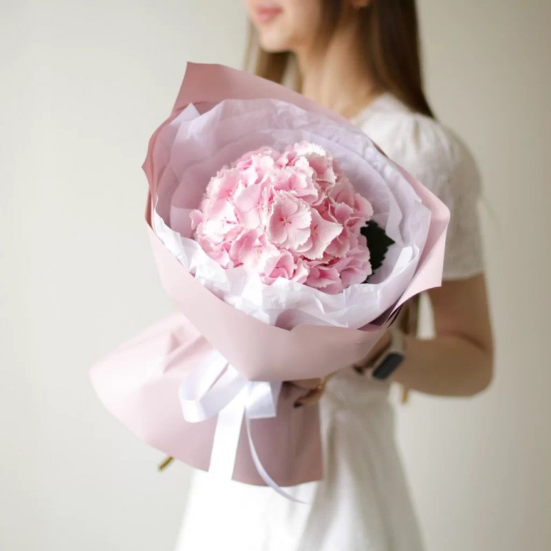 Розовая гортензия Кишинев