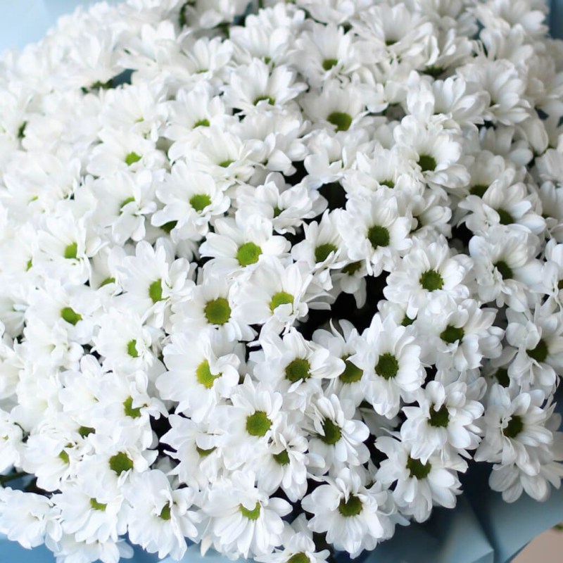 hrizantemy-romashkovye-v-golubom-oformlenii-№617-1-1