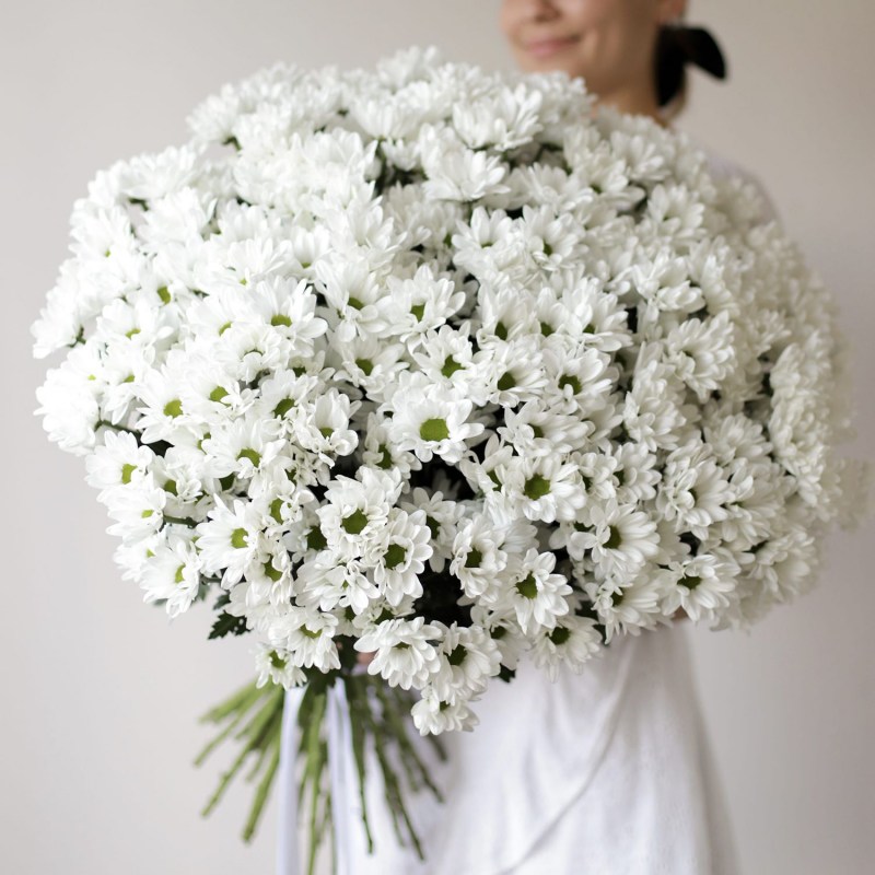 Crizanteme in Chisinau