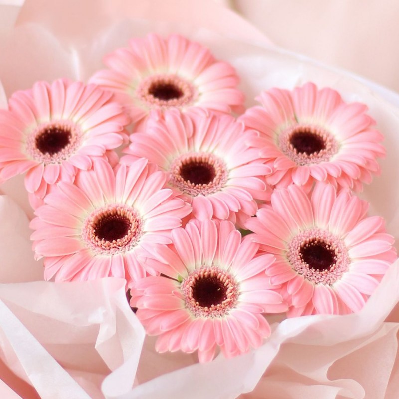 monobuket-iz-rozovyh-germini-7-sht-№1430-1