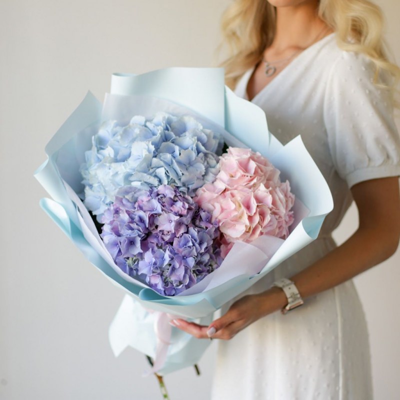 Гортензии Кишинев