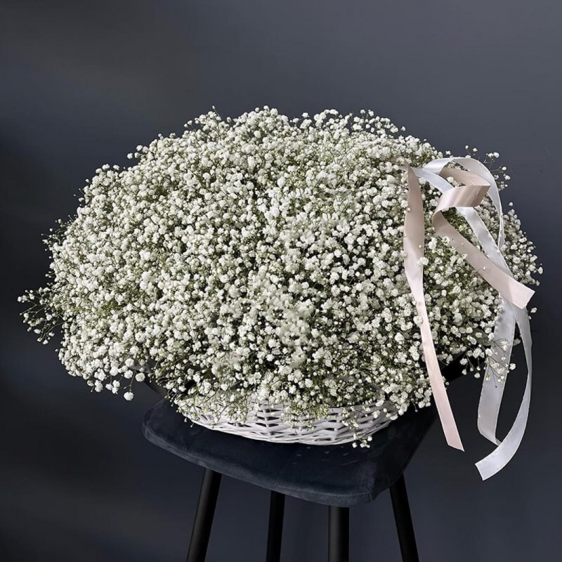 Гипсофила в корзине