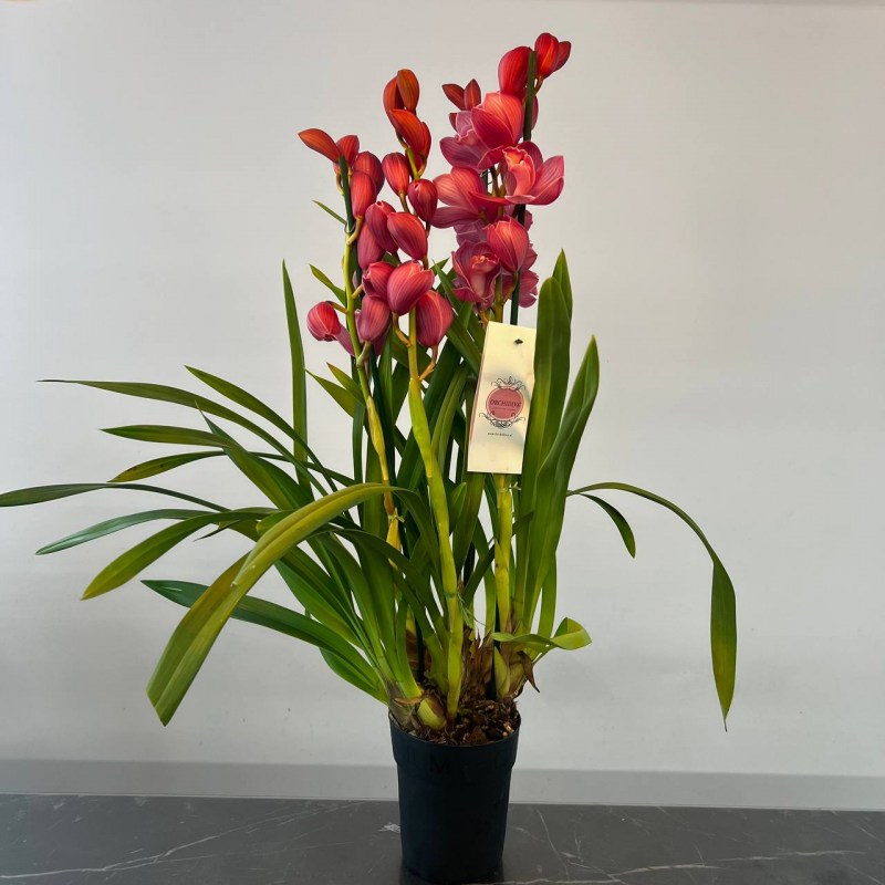 Нет заданного изображения 