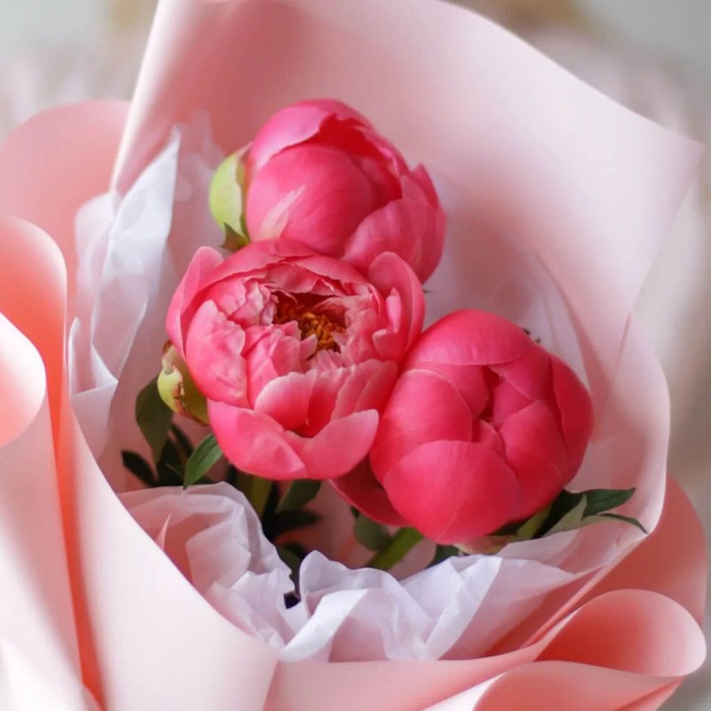 piony-v-rozovom-oformlenii-3-sht-№1647