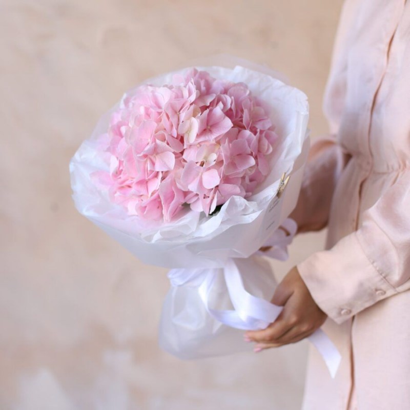 Розовая гортензия в Кишиневе