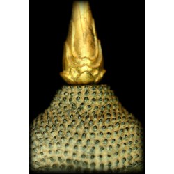 Antiker stehender Buddha aus Holz – Laos, 18.–19. Jahrhundert, 105 cm - T138