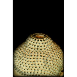 Antiker stehender Buddha aus Holz – Laos, 18.–19. Jahrhundert, 105 cm - T138