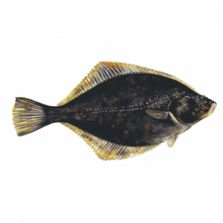 Rødspætte/skrubbegarn, monteret - 1