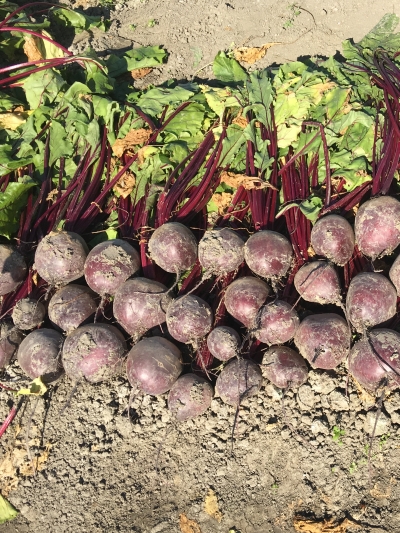 семена свекла пабло f1 