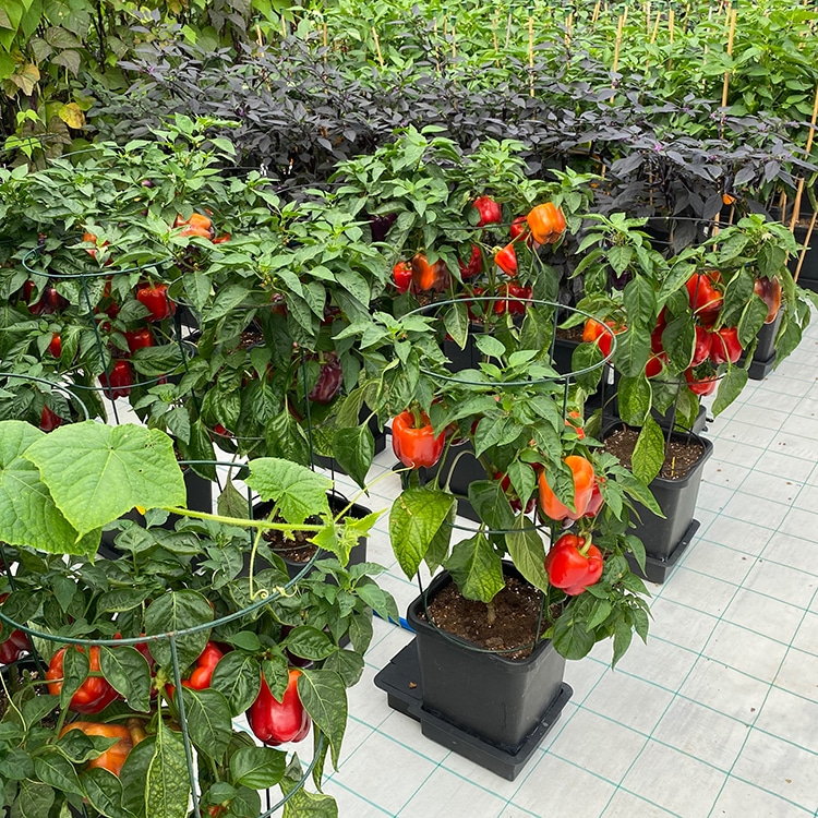 система автополива autopot 4pot system 