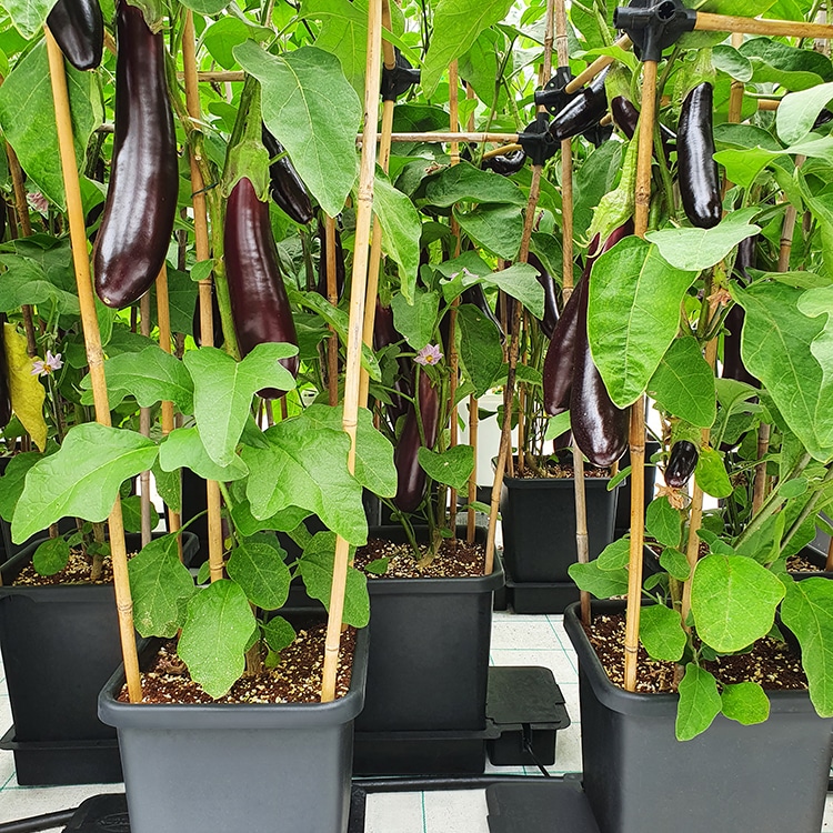 система автополива autopot 4pot system 