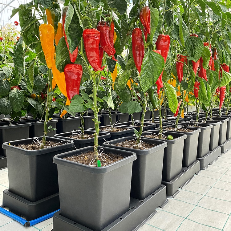 система автополива autopot easy2grow module 2*8,5л 