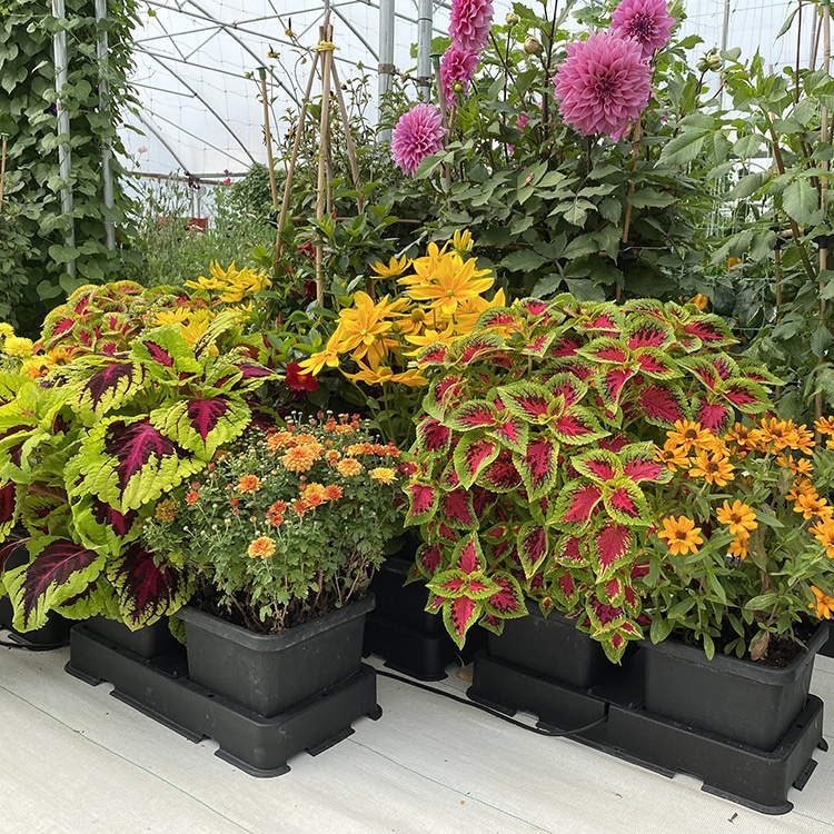 система автополива autopot easy2grow module 2*15л 