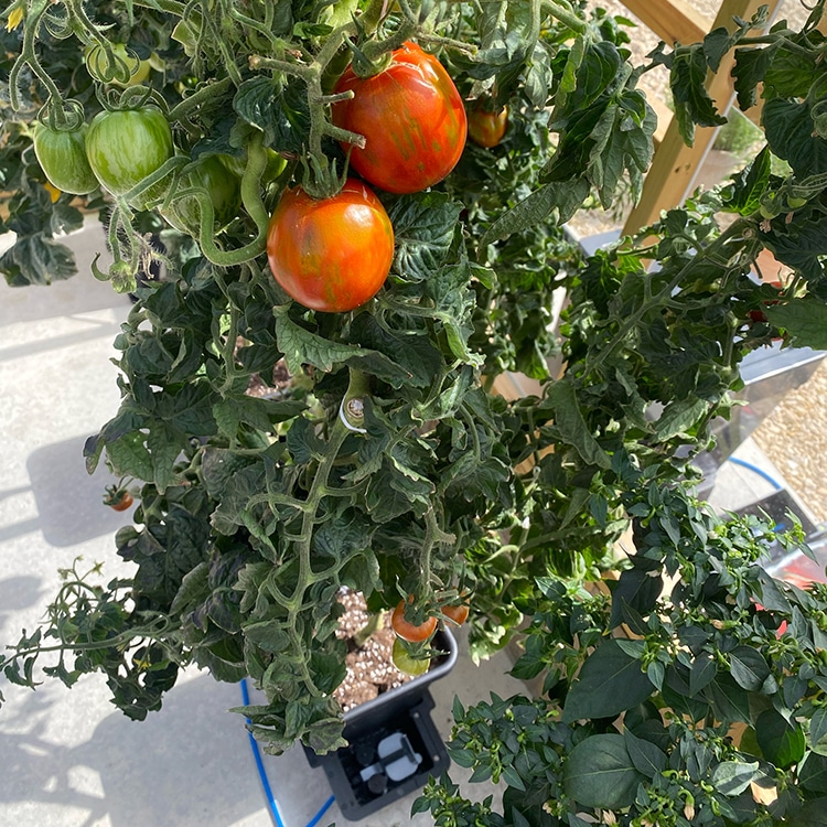система автополива autopot 4pot system 