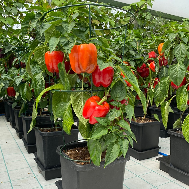 система автополива autopot 4pot system 