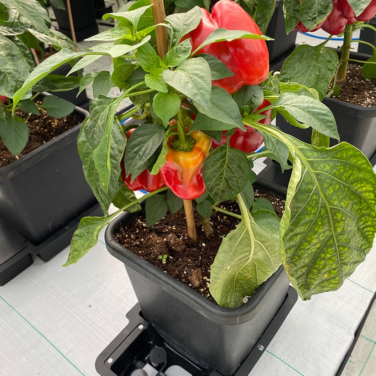 система автополива autopot 4pot system 