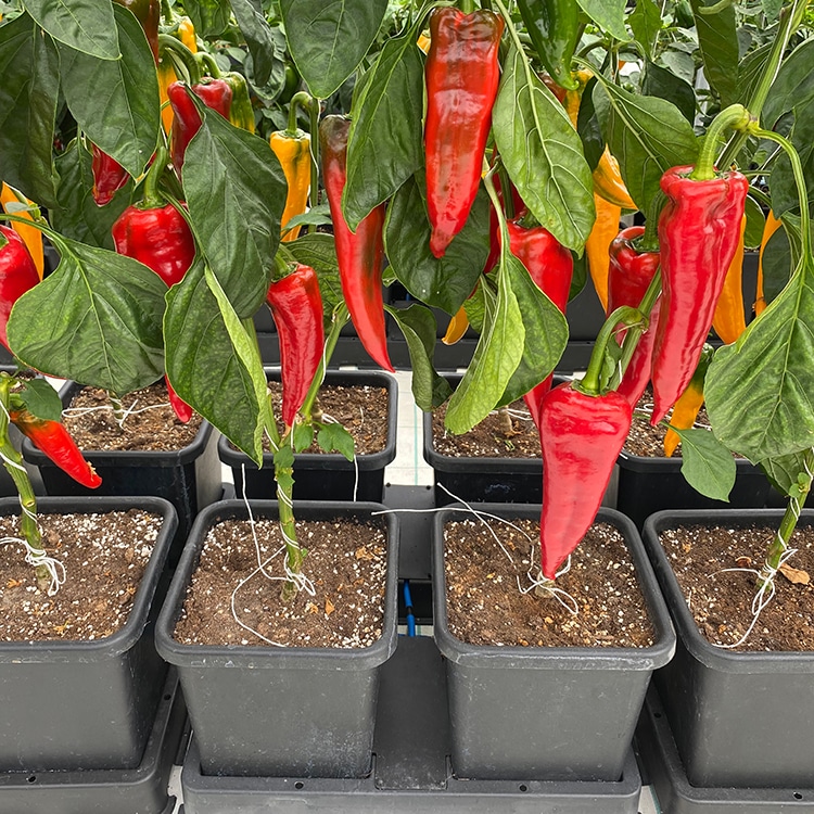 система автополива autopot easy2grow module 2*8,5л 