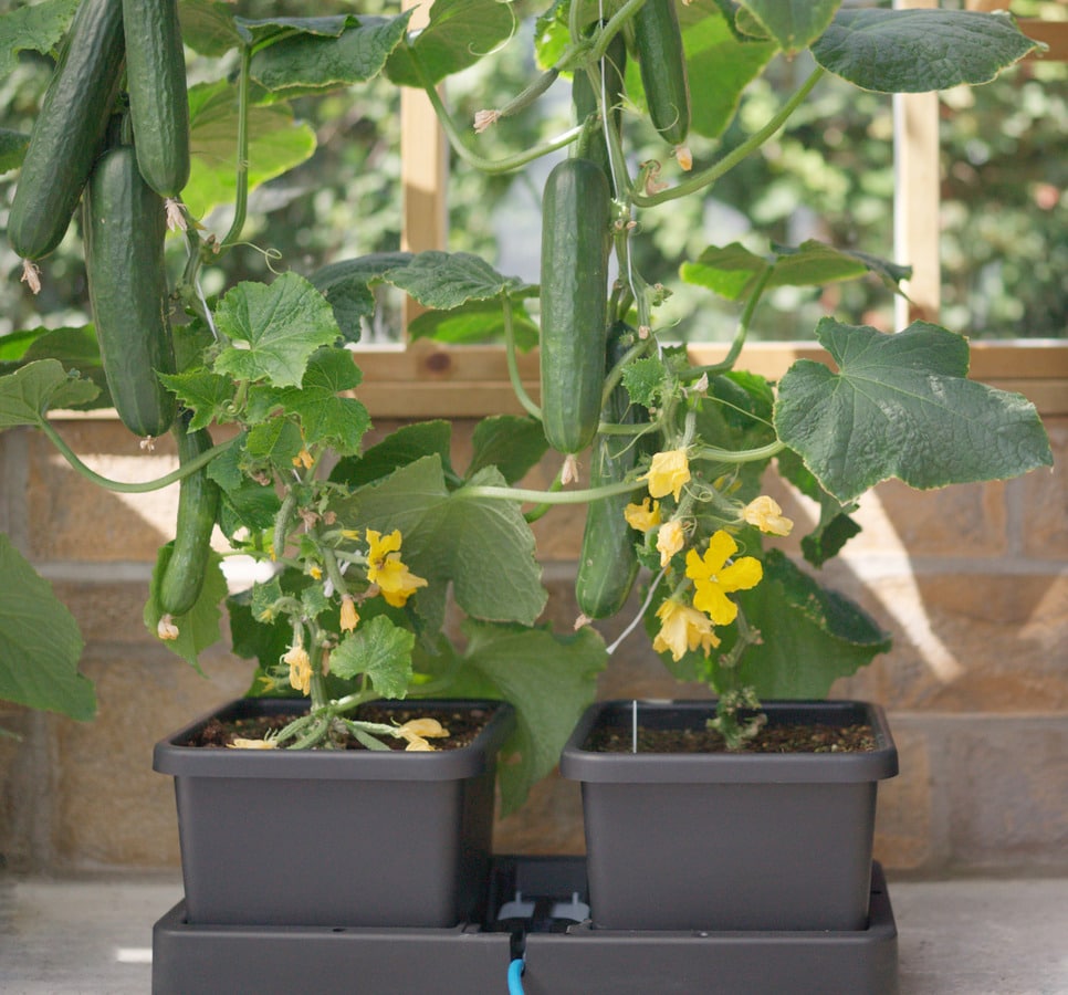 система автополива autopot easy2grow module 2*15л 