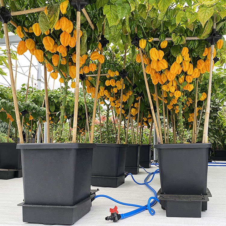 система автополива autopot 4pot system 