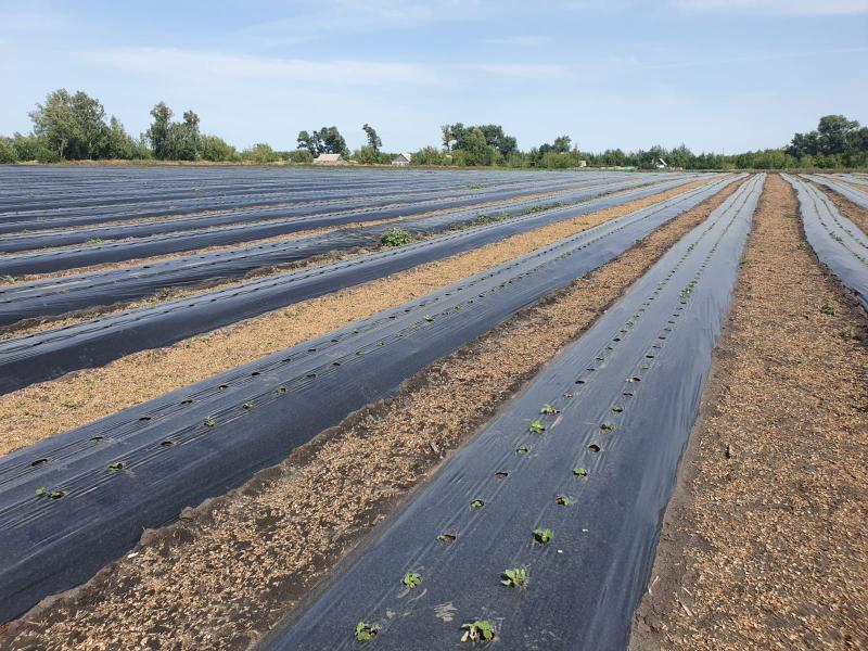 Мульчирование почвы: как мульчировать почву пленкой?