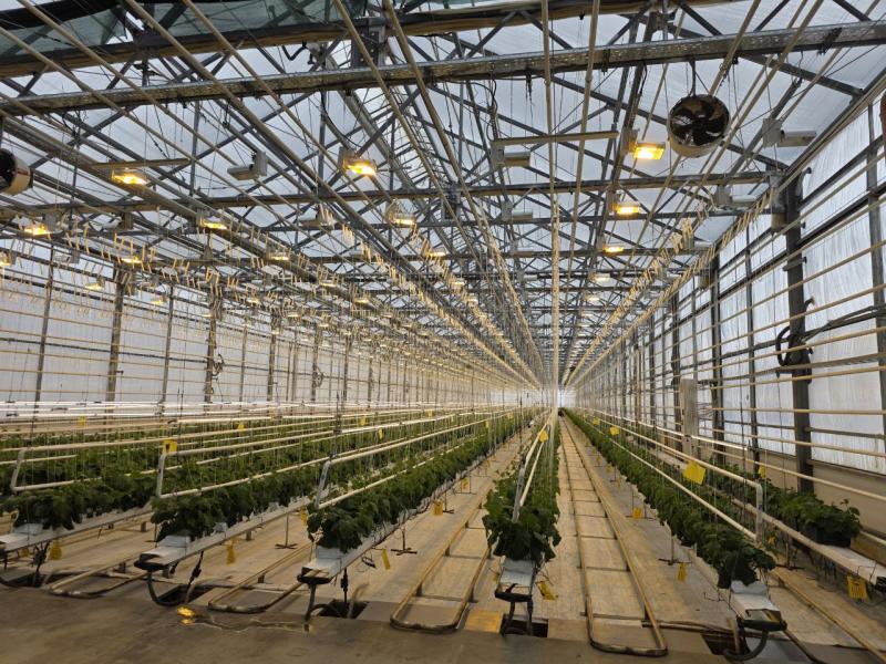 Что выращивать в теплице или парнике?