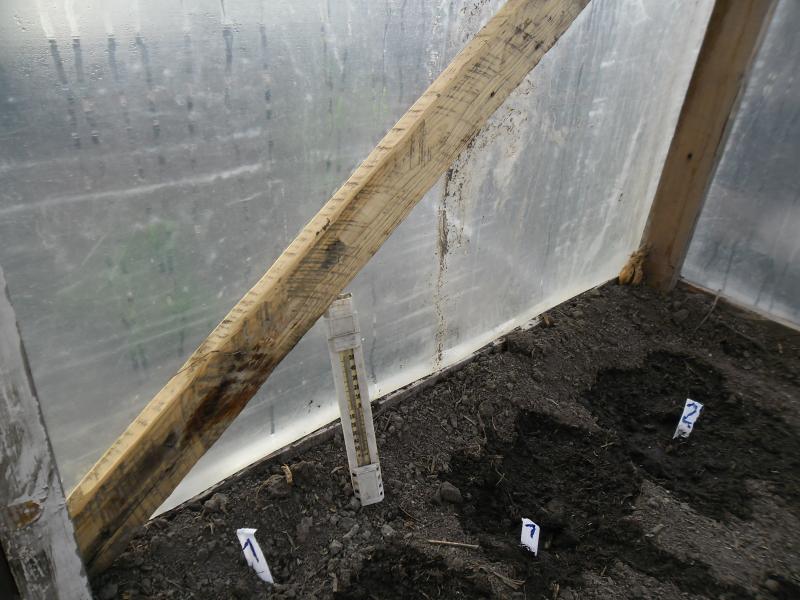 Description of the experience with Svetlitsa TM from Abakan Center of Natural Farming "Siyaniye"