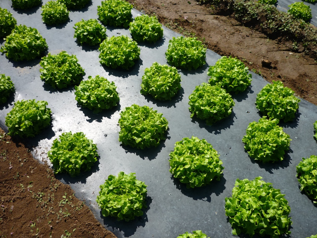 Мульчирование пленкой лекарственные травы