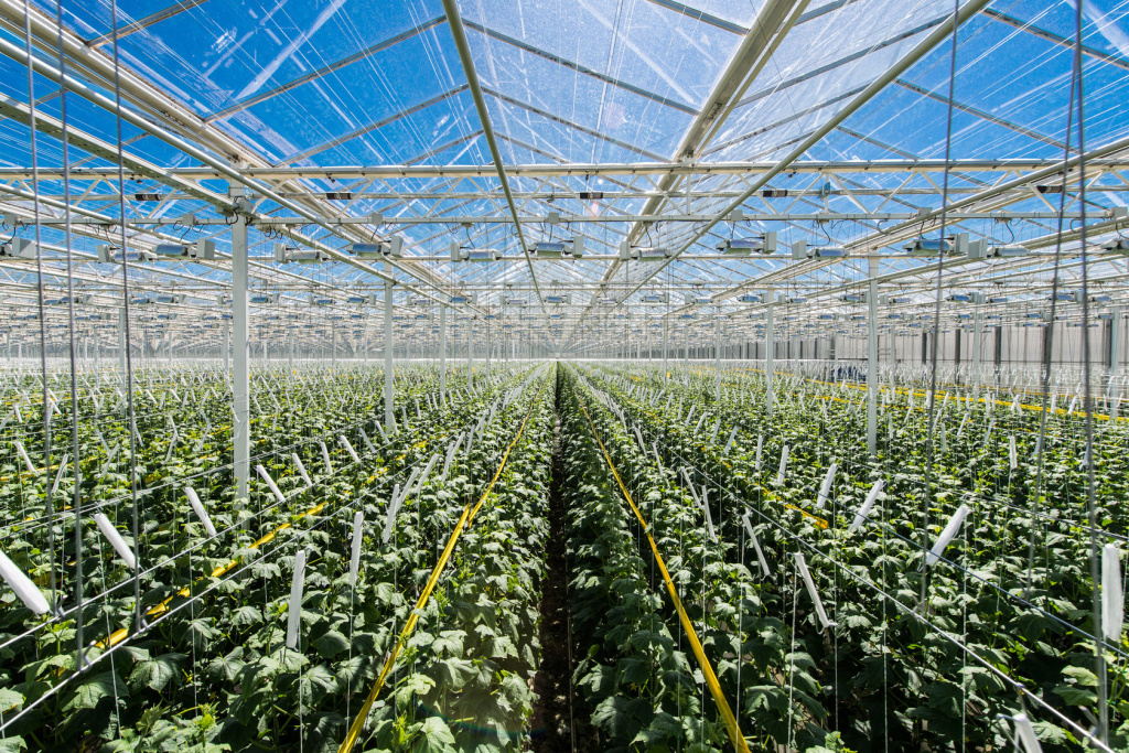 Светопропускание пленки