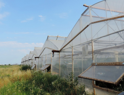 SVETLITSA™ film width 4 meters (roll)