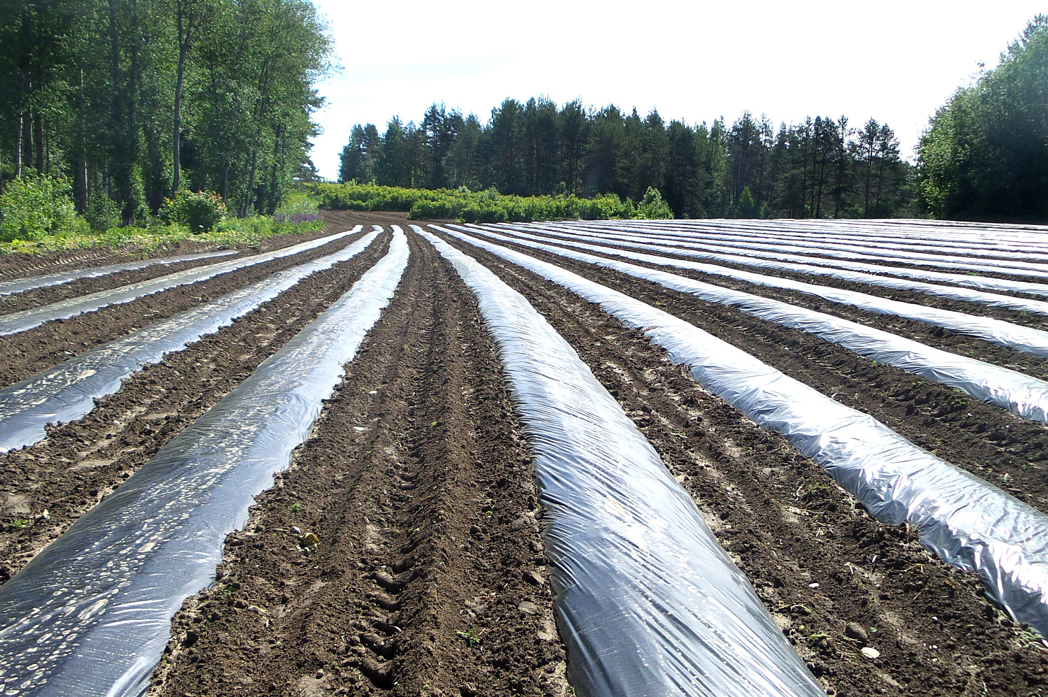 SVETLITSA ™ GROUND film 60 µm canvas 1.4 m 400 linear meters (560 m2.) black (roll)