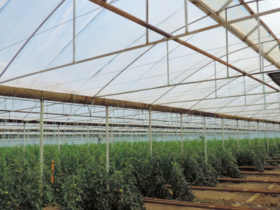 SVETLITSA ™ film width 3 meters (per cut)