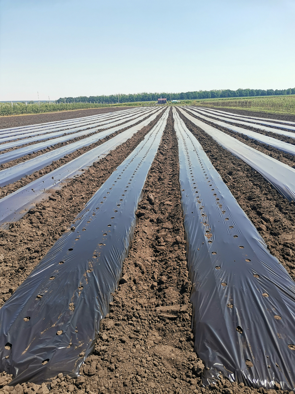 Пленка СВЕТЛИЦА™ ГРУНТ 60 мкм полотно 1,2 м (черная), погонный метр