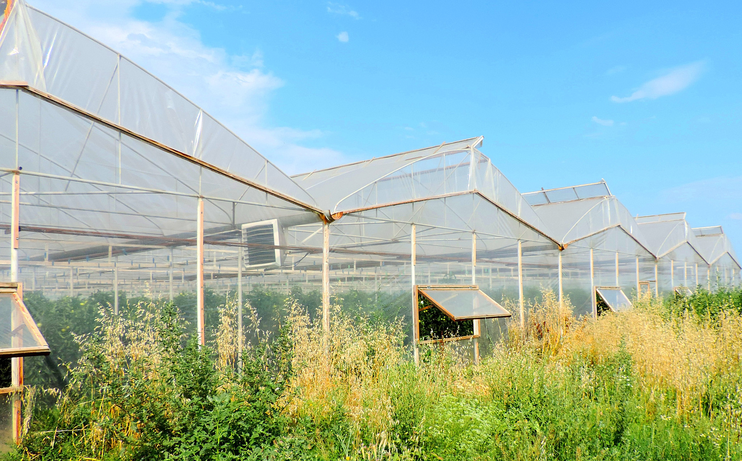 SVETLITSA ™ film width 6 meters (per cut)