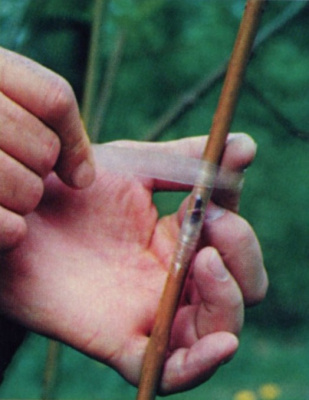 SVETLITSA ™ GRAFT tape 80 µm 20 mm 100 linear meters