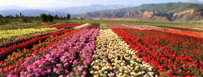 SVETLITSA ™ GRAFT tape 80 µm 13 mm 100 linear meters