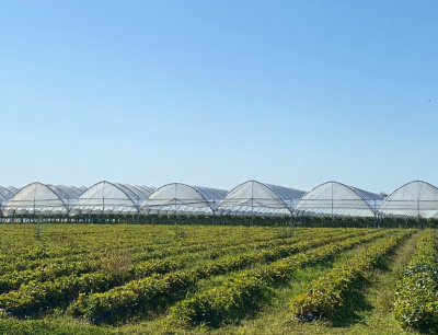 Пленка НЕВА™ Премиум ширина 4 метра (на отрез)