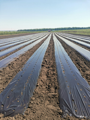 Пленка СВЕТЛИЦА™ ГРУНТ 60 мкм полотно 1,2 м упаковка 10 пог.м (12 м2) черный