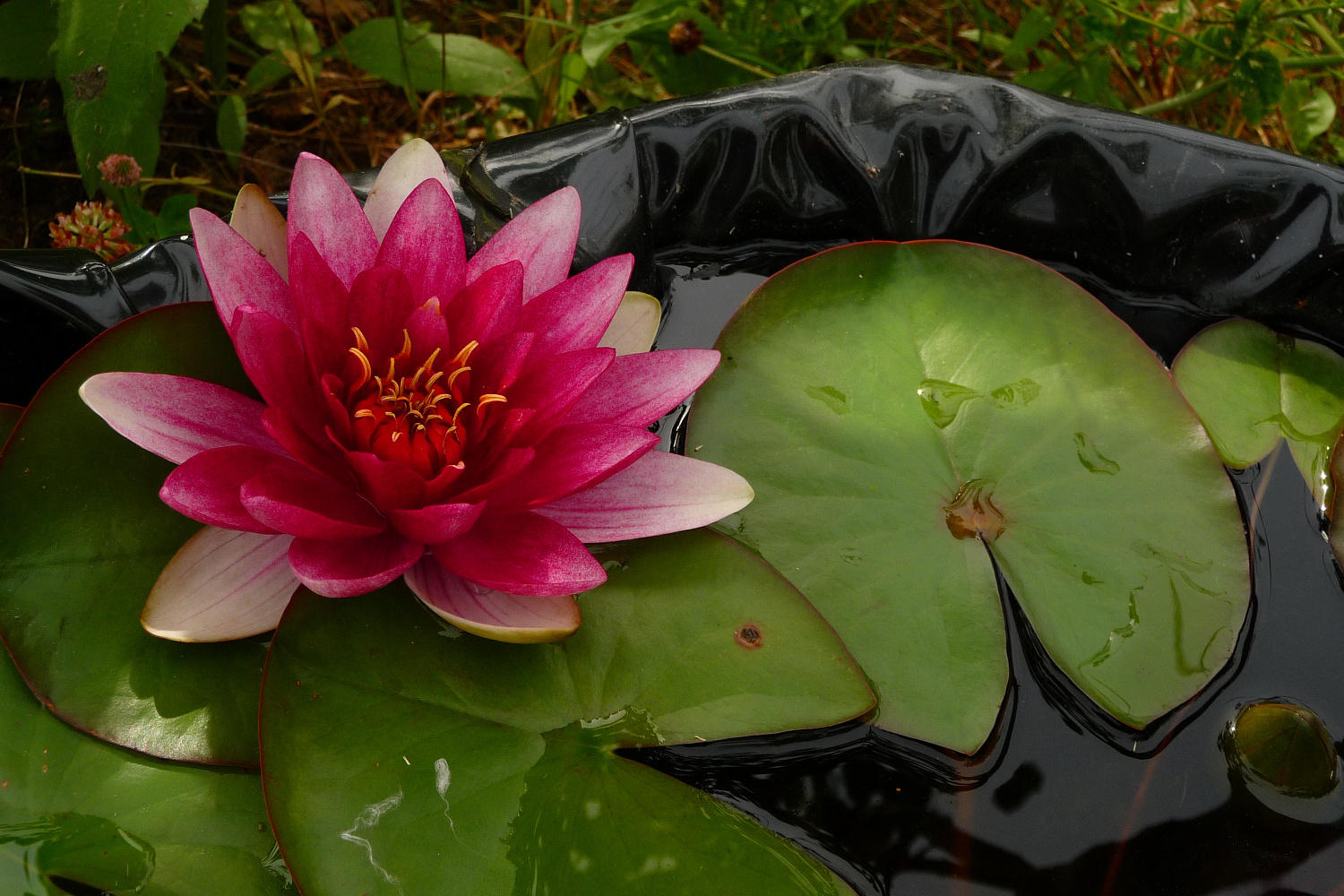 Как построить небольшой водоем в саду