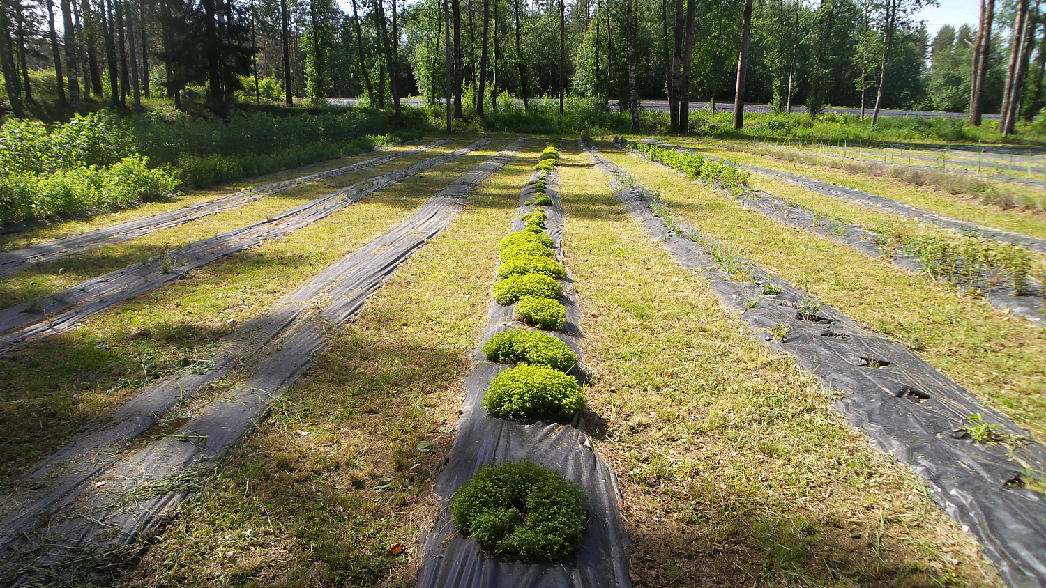 Волшебное покрывало.