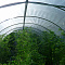 NEVA film width 6 meters (roll)
