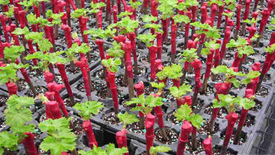 Воск-антитранспирант 13 кг