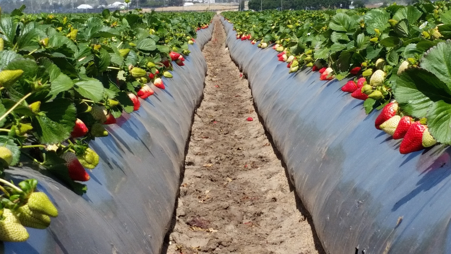 Не хочу полоть, буду мульчировать!