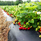 Пленка СВЕТЛИЦА™ ГРУНТ 60 мкм полотно 1,2 м 400 пог. м (480 м2) черная (рулон) с перфорацией 270х300 мм
