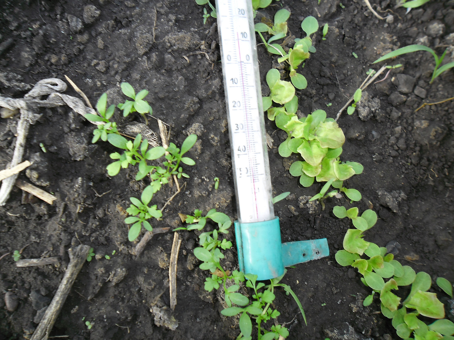 Описание опыта со Светлицей ТМ от Абаканского центра природного земледелия Сияние