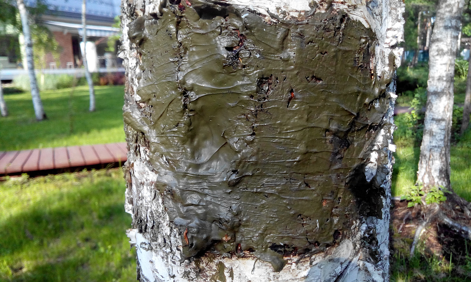 Искусственная кора для заживления и стерилизации ран деревьев