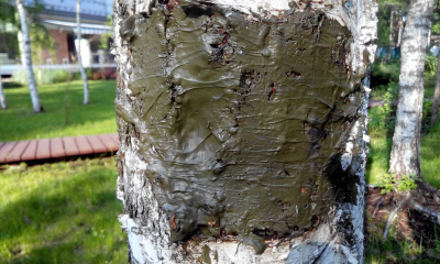 Искусственная кора для заживления и стерилизации ран деревьев